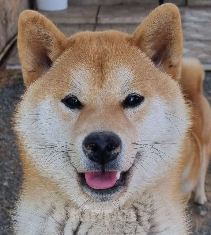 Собаки в Симферополе: Подросток сиба ину Мальчик, Бесплатно - фото 2