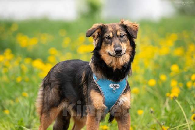 Собаки в Москве: Жасмин - свет очей, отрада души, услада сердца Девочка, Бесплатно - фото 5
