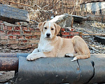 Собаки в Кисловодске: Красавец-подросток в добрые руки Мальчик, 1 руб. - фото 3