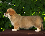 Собаки в Мытищах: Щенки вельш-корги пемброк Мальчик, 90 000 руб. - фото 2