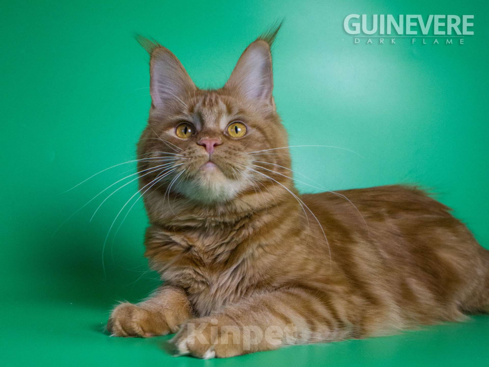 Кошки в других городах Воронежской области: Guinevere Dark Flame Девочка, 50 000 руб. - фото 2