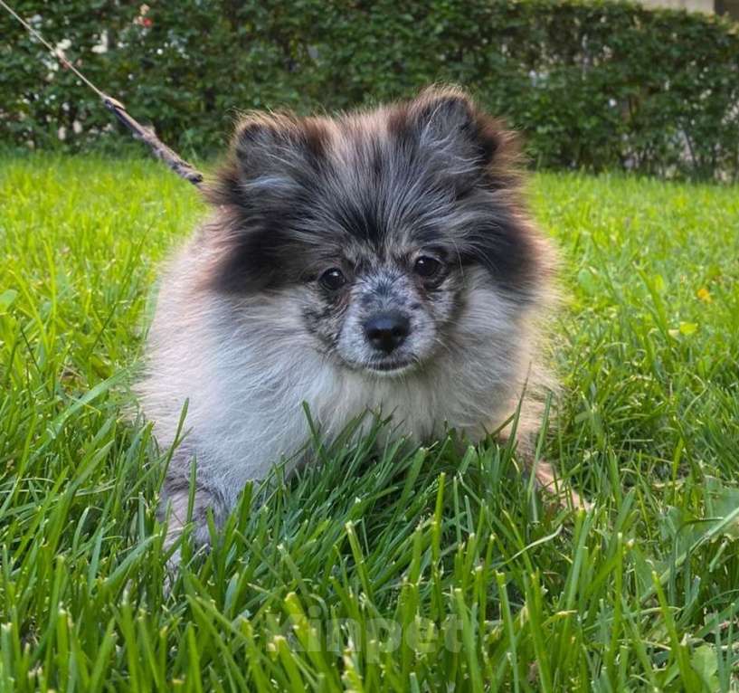 Собаки в Москве: Девочка малого немецкого шпица  Девочка, 40 000 руб. - фото 3