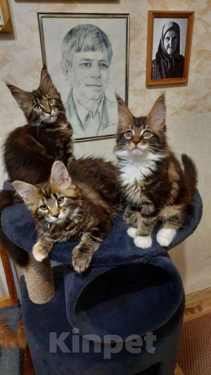 Кошки в Озерске: Нарядный котик Мальчик, 45 000 руб. - фото 1