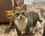 Кошки в Калуге: Кошка Девочка, Бесплатно - фото 2