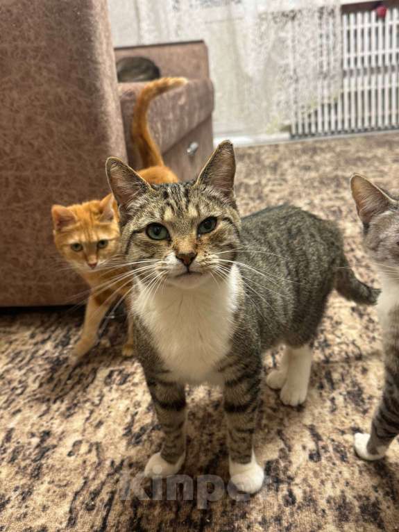 Кошки в Калуге: Кошка Девочка, Бесплатно - фото 2