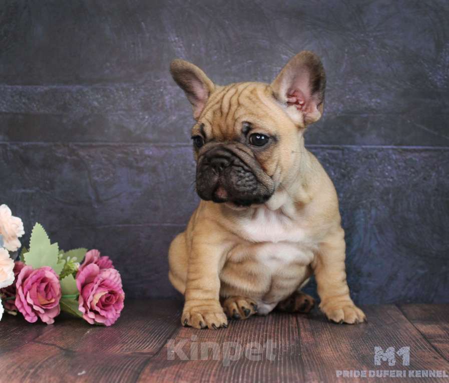 Собаки в других городах Воронежской области: Французский бульдог мальчик Мальчик, 70 000 руб. - фото 2