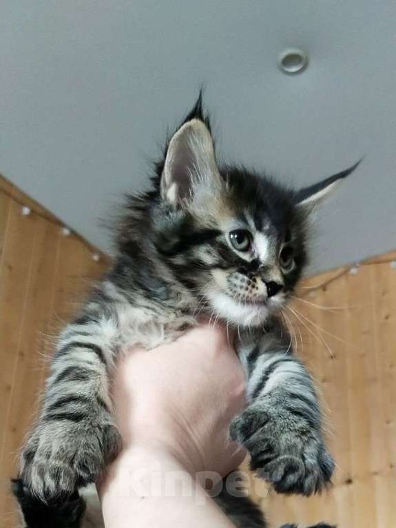 Кошки в Челябинске: 🔥🔥🔥КОТЯТА МЕЙН-КУН ПОЛИДАКТ РЕЗЕРВ ПИТОМНИК Разнополые, Бесплатно - фото 8