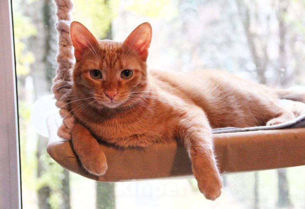 Кошки в Москве: Рыженький Руди - лучший тренер по фитнесу Мальчик, Бесплатно - фото 1