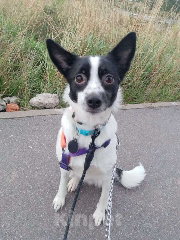 Собаки в Санкт-Петербурге: Маленькая домашняя собачка ищет дом Девочка, Бесплатно - фото 4