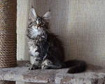 Кошки в Новосибирске: Фиона Анже-де-Санте котенок Девочка, 15 000 руб. - фото 2
