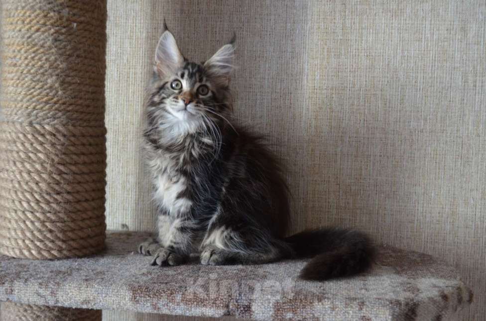 Кошки в Новосибирске: Фиона Анже-де-Санте котенок Девочка, 15 000 руб. - фото 2