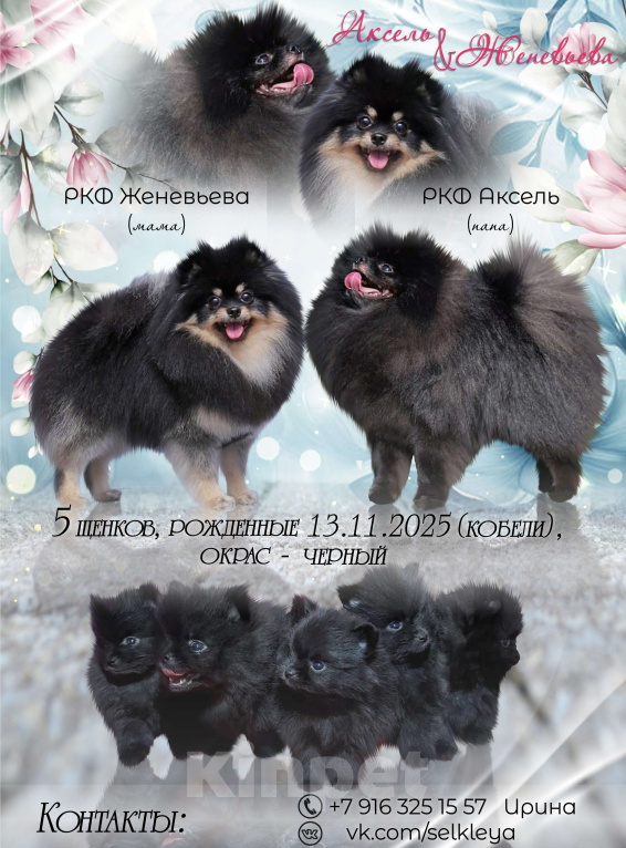 Собаки в Москве: Щенки померанский шпиц, кобель, черный Мальчик, 100 000 руб. - фото 10