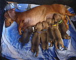 Собаки в Мурманске: такса стандартная гладкошерстная Мальчик, 25 000 руб. - фото 1