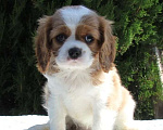 Собаки в Сочи: щенки Кавалер Кинг Чарльз Спаниель Девочка, Бесплатно - фото 3