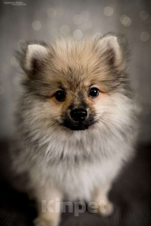 Собаки в Москве: Щенки немецкого шпица (малого) Мальчик, 50 000 руб. - фото 2