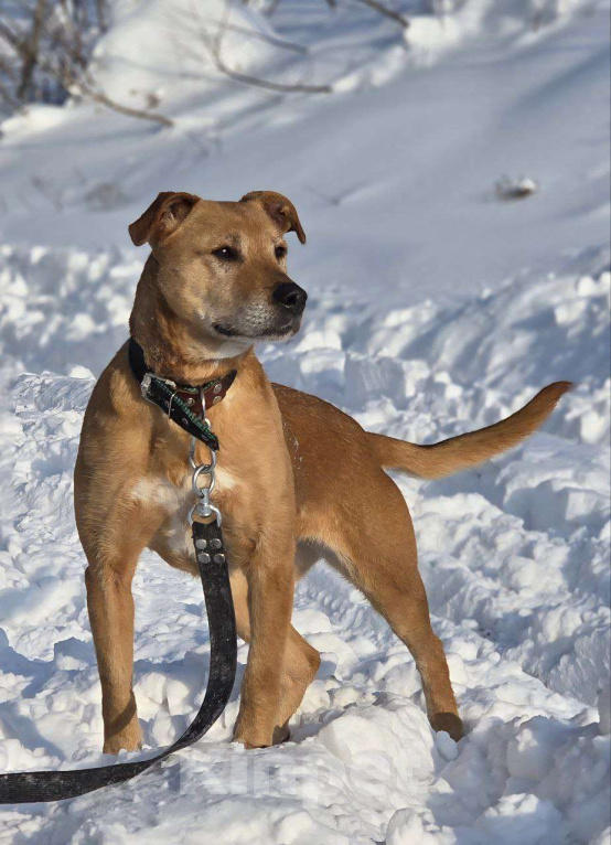 Собаки в Королеве: В поисках дома рыжее солнышко приюта! Девочка, Бесплатно - фото 1