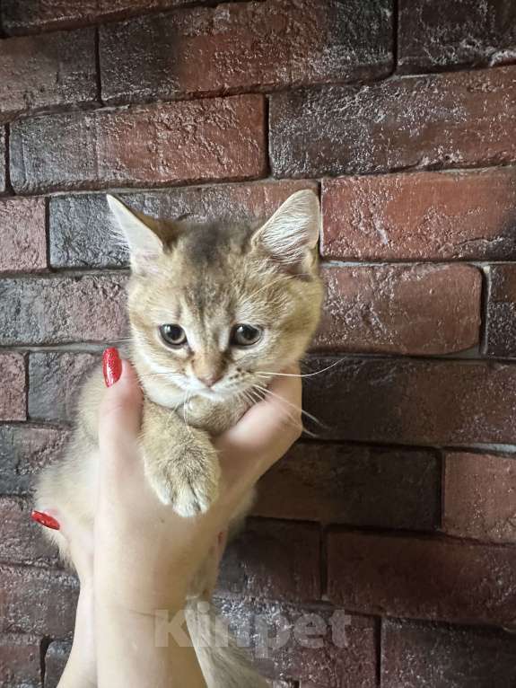 Кошки в Ростове-на-Дону: Шотландская шиншилла  Мальчик, 20 000 руб. - фото 6