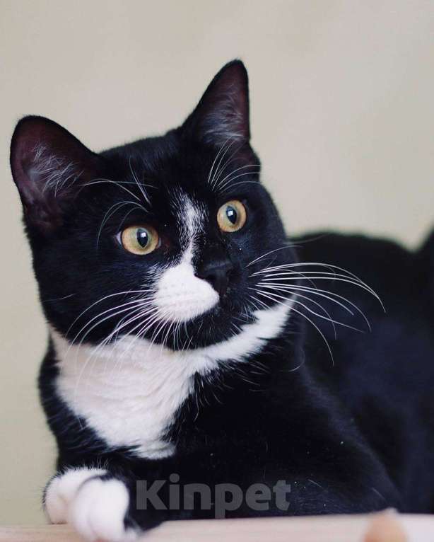 Кошки в Москве: Весёлый и беззаботный молодой кот Тоша в добрые руки Мальчик, Бесплатно - фото 4