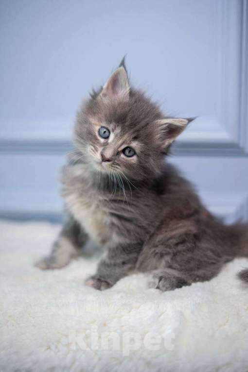 Кошки в Санкт-Петербурге: Продаем Котят породы Мейн-Кун Девочка, 30 000 руб. - фото 3