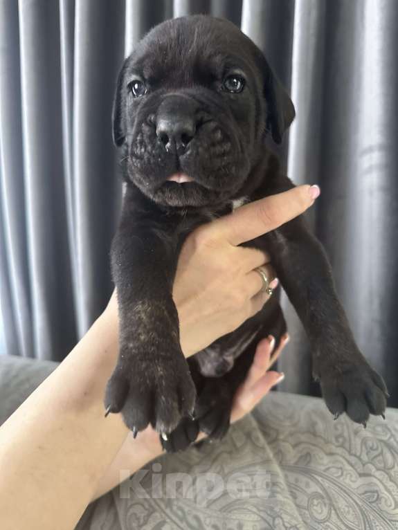 Собаки в других городах Московской области: Щенки Кане-корсо Мальчик, 45 000 руб. - фото 1