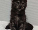 Кошки в Туле: Мейн-кун мальчик  Мальчик, 40 000 руб. - фото 1