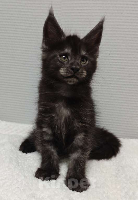 Кошки в Туле: Мейн-кун мальчик  Мальчик, 40 000 руб. - фото 1