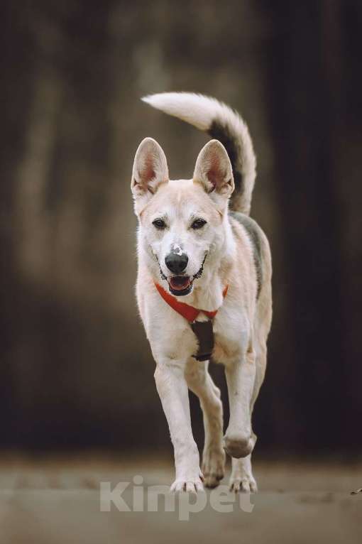 Собаки в Москве: Марко ищет дом и семью! Мальчик, Бесплатно - фото 4