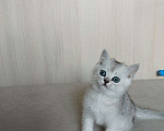 Кошки в Москве: Британские котятки шиншилы Мальчик, 15 000 руб. - фото 3