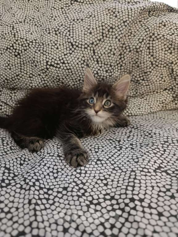 Кошки в Новоалтайске: Разноглазый мальчик мейн-кун Мальчик, 100 000 руб. - фото 2