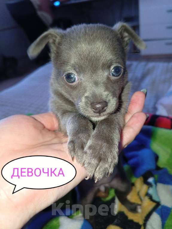 Собаки в Вышнем Волочке: Продам Щенков Разнополые, 17 000 руб. - фото 7