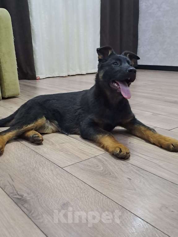 Собаки в Камышине: Чистокровная Немецкая овчарка Мальчик, 20 000 руб. - фото 1