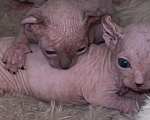Кошки в Самаре: Котёнок породы эльф с гетерохромией Мальчик, 120 000 руб. - фото 2