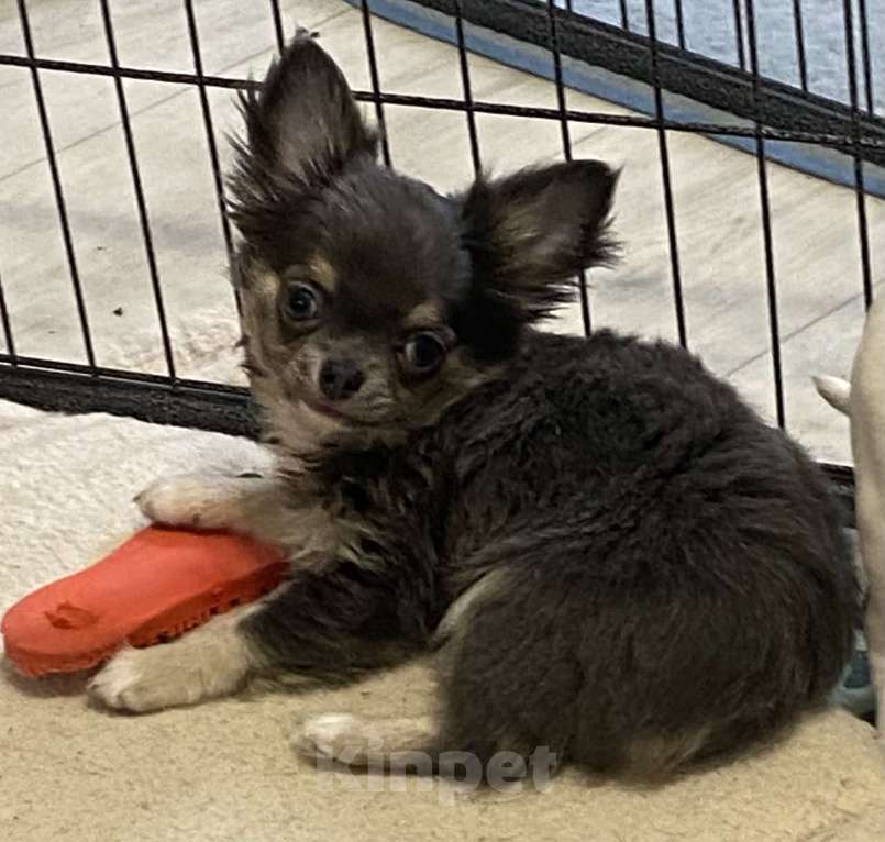 Собаки в Москве: Чихуахуа мальчик щенок Мальчик, 35 000 руб. - фото 6