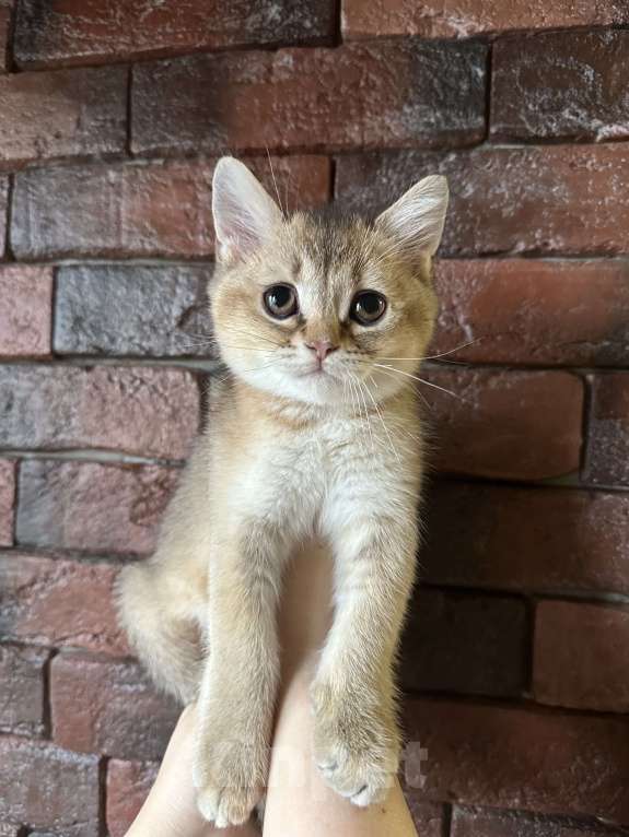 Кошки в Ростове-на-Дону: Шотландская шиншилла  Мальчик, 20 000 руб. - фото 4