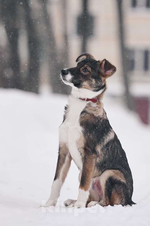 Собаки в других городах Московской области: Марио якутенок Мальчик, Бесплатно - фото 3