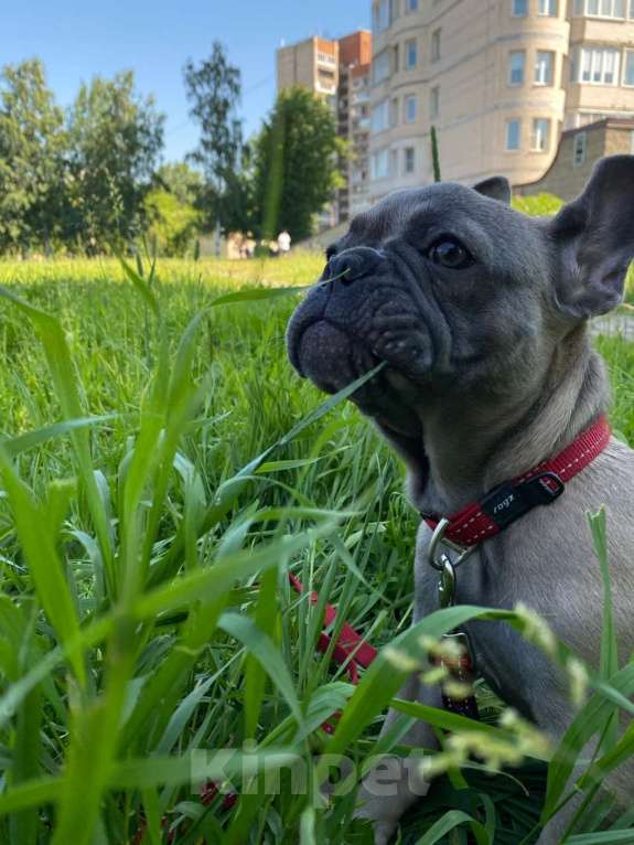 Собаки в Санкт-Петербурге: Вязка с Чистокровным Французским бульдогом Мальчик, 20 000 руб. - фото 3