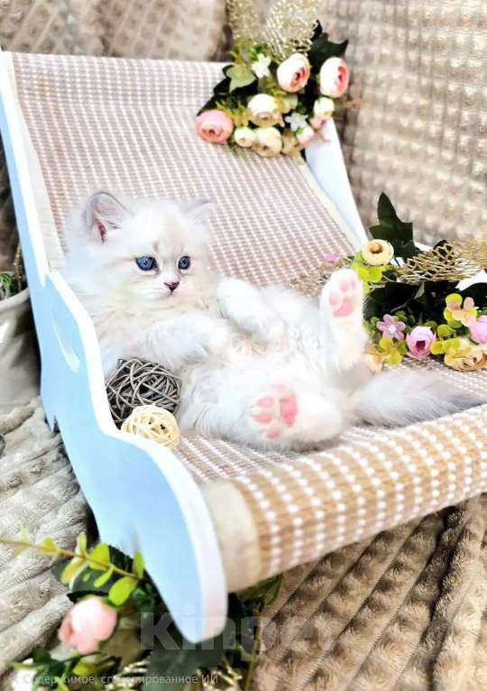 Кошки в Москве: Bonifaciy порода Невская Маскарадная Мальчик, Бесплатно - фото 2