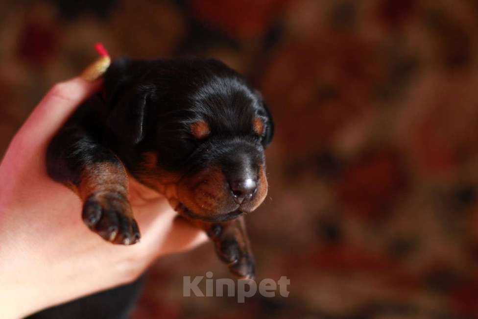 Собаки в Санкт-Петербурге: Щенок добермана в питомнике Версаль Манифик Мальчик, 150 000 руб. - фото 5