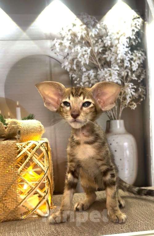Кошки в Тюмени: Ориентальные котята  Девочка, 40 000 руб. - фото 10