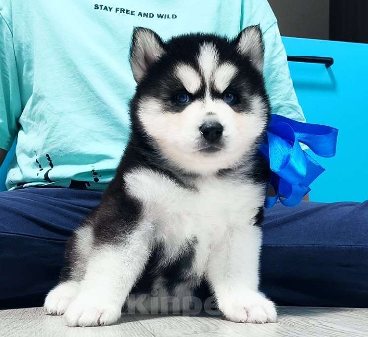 Собаки в Барнауле: Хаски Щенки Разных окрасов Разнополые, Бесплатно - фото 2