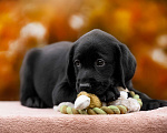Собаки в Ярославле: Щенки лабрадора,девочки Девочка, 60 000 руб. - фото 3
