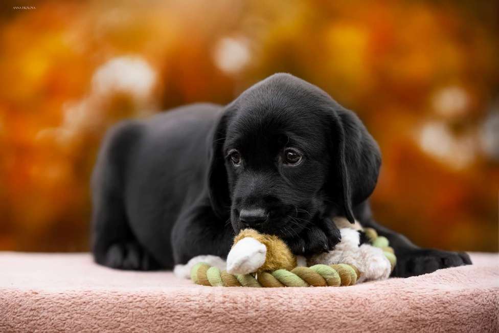 Собаки в Ярославле: Щенки лабрадора,девочки Девочка, 60 000 руб. - фото 3