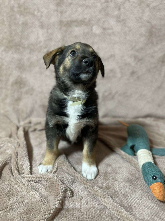 Собаки в Новосибирске: Щенок девочка в добрые руки  Девочка, Бесплатно - фото 2