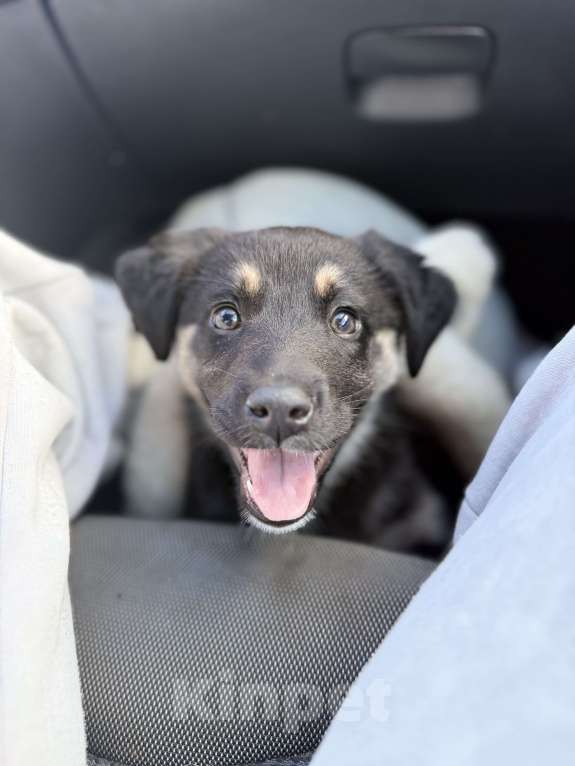 Собаки в Москве: Щенок в добрые руки  Девочка, Бесплатно - фото 2