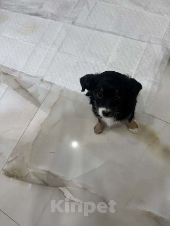 Собаки в Москве: Кнопочка ищет дом Девочка, Бесплатно - фото 2