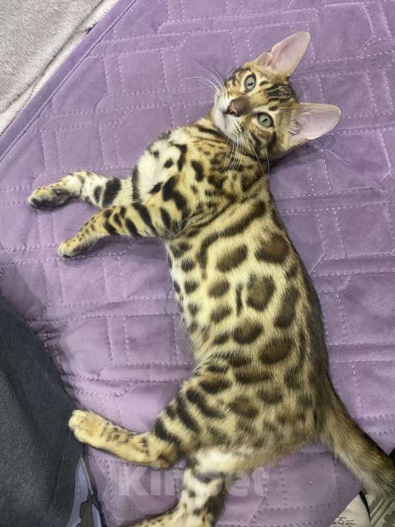 Кошки в Евпатории: Бенгальские котята ben 24 Мальчик, 25 000 руб. - фото 2