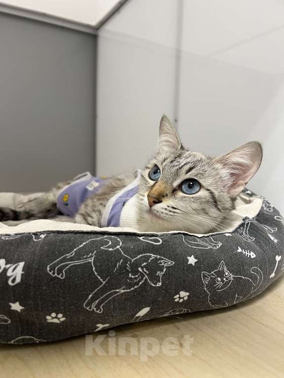 Кошки в Москве: Красавица Луна в добрые руки Девочка, Бесплатно - фото 4