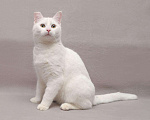 Кошки в Ливны: Белоснежный котенок Бантик ищет дом, Бесплатно - фото 5