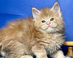 Кошки в других городах Ленинградской области: Мейн кун котенок Мальчик, 60 000 руб. - фото 1