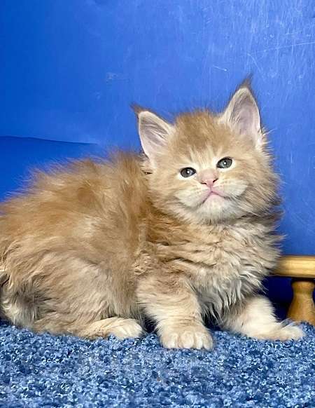 Кошки в других городах Ленинградской области: Мейн кун котенок Мальчик, 60 000 руб. - фото 1